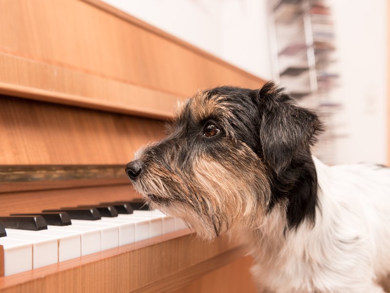 Dogs perform Mozart with live orchestra