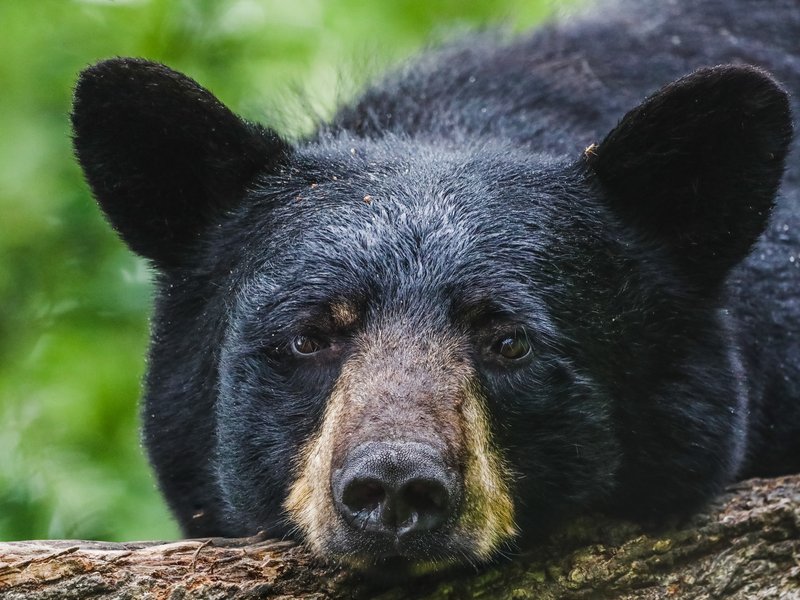 Selfie Bear goes viral after capturing over 400 selfies on wildlife cam