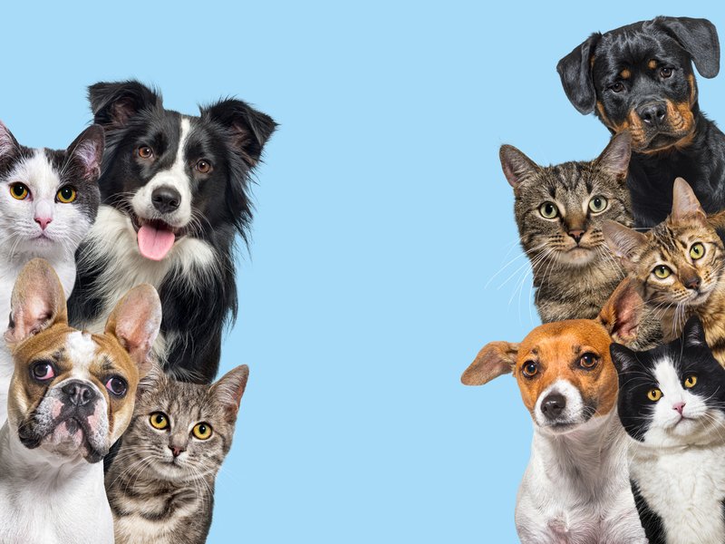 Fanie or fluffy: should animals have human names