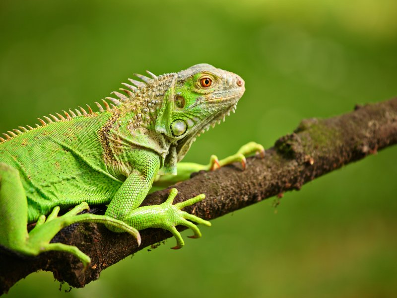 Iguana creature