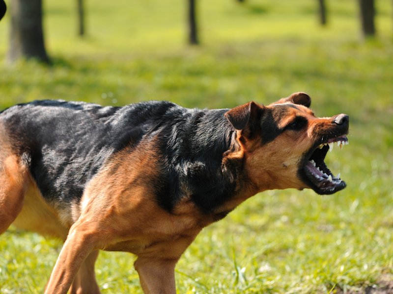 dog attack