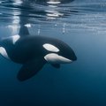 WATCH: Whales caught making out for the first time ever