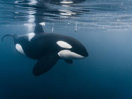 WATCH: Whales caught making out for the first time ever
