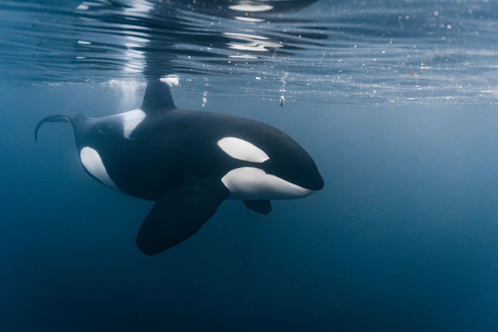 WATCH: Whales caught making out for the first time ever