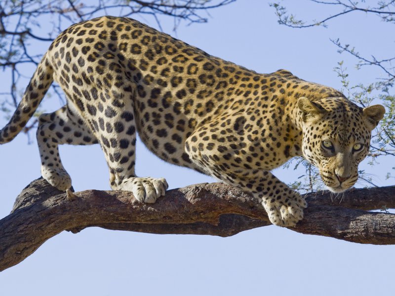 leopard