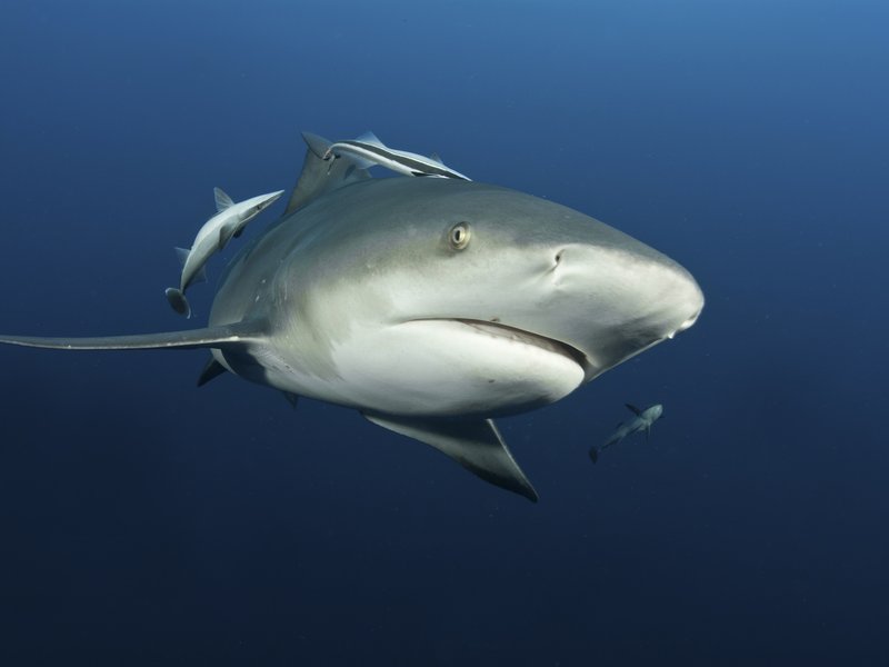 Bull Shark