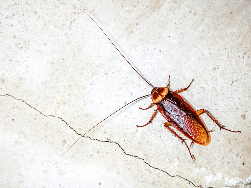 Close up cockroach stock photo