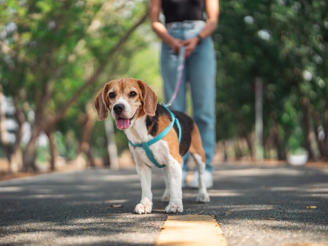 How you might be ruining your relationship with your dog