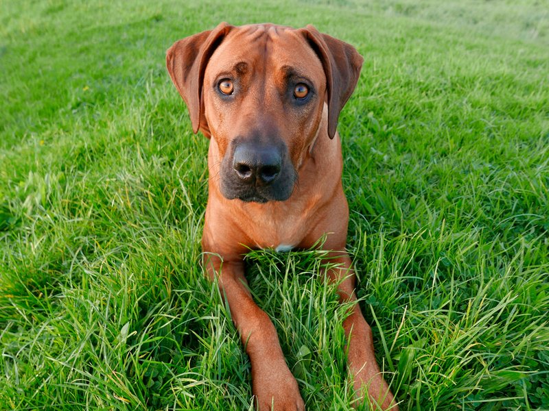 The top 10 best guard dog breeds that are also loving pets