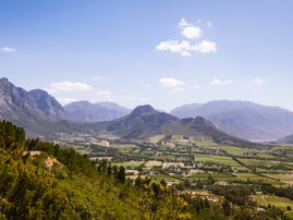 New indigenous "miracle" plant discovered in Western Cape