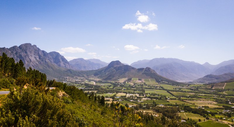 New indigenous "miracle" plant discovered in Western Cape