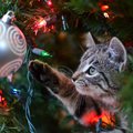 Helpful tips to help keep pets away from Christmas trees
