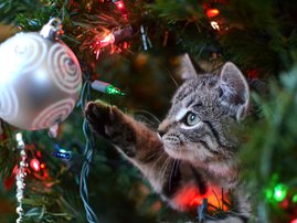 Helpful tips to help keep pets away from Christmas trees