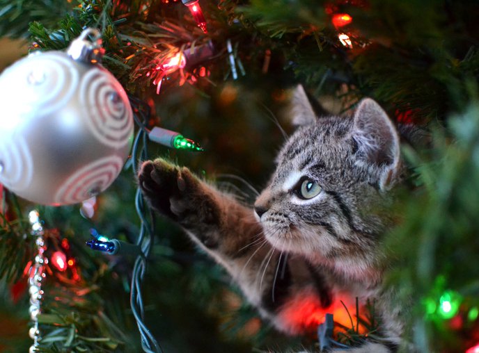 Helpful tips to help keep pets away from Christmas trees