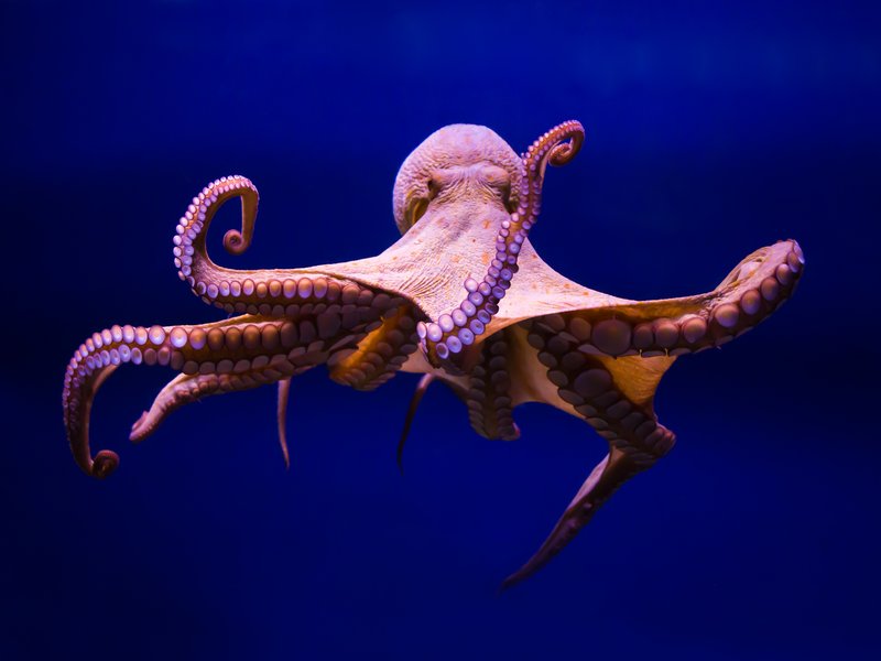 Agressive octopus
