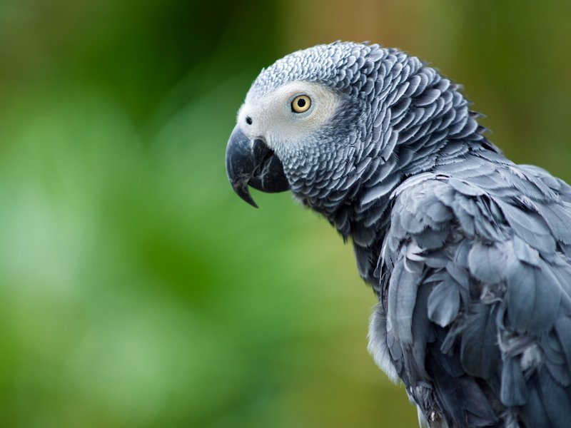 African grey parrot