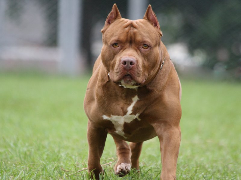 pit bull