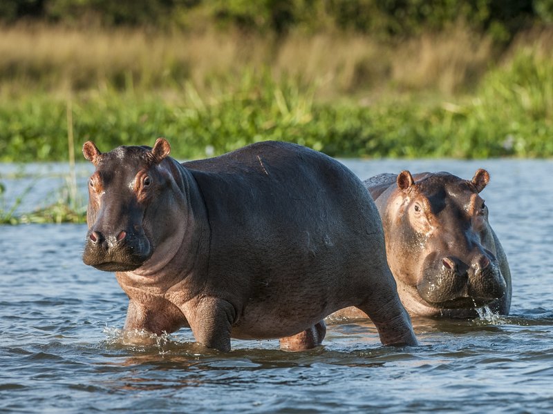 Hippopotamus in the water. stock photo