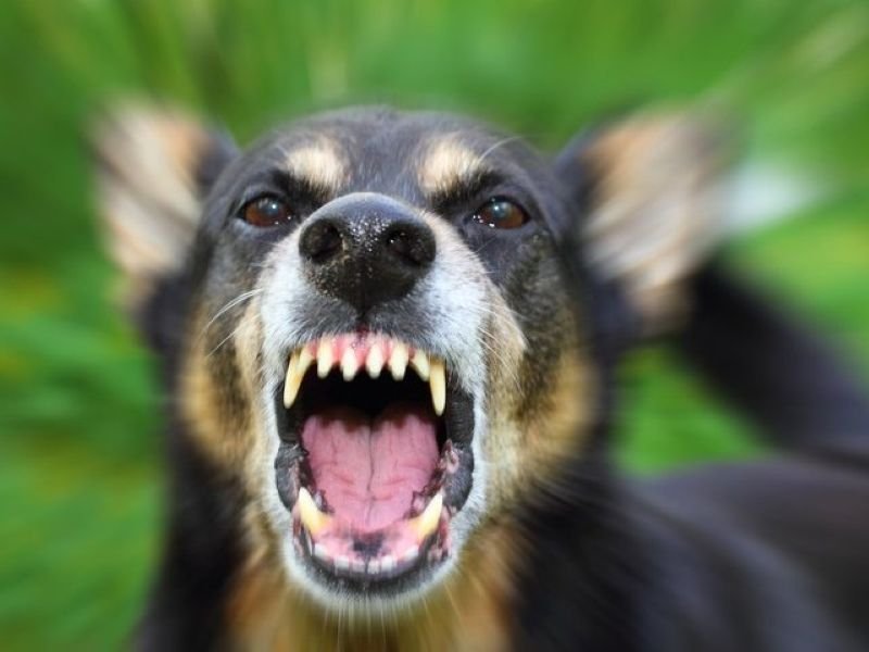 iStock-588364784.max-800x600