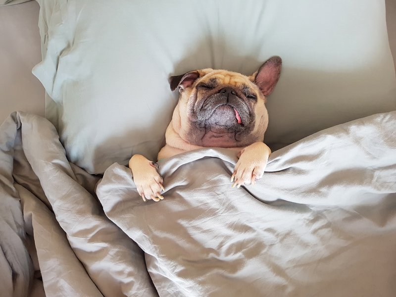 Dog bed