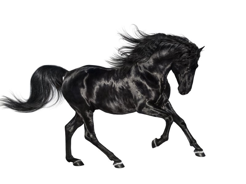Galloping black Andalusian stallion isolated on white background