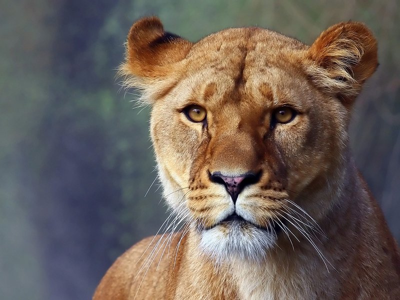 Lioness