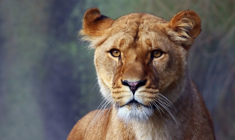 Lioness