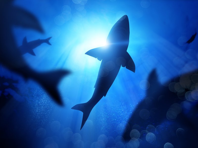 Sharks