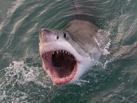 Great white shark, Carcharodon carcharias, Gansbaai, South Africa, Atlantic Ocean