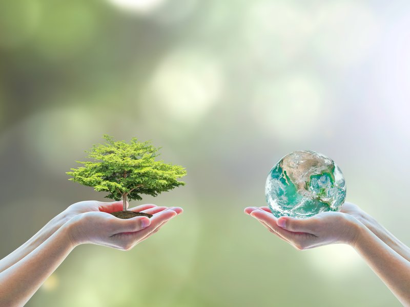 Two people human hands holding/ saving growing big tree on soil eco bio globe in clean CSR ESG natural sunlight background World environment day go green concept Element of the image furnished by NASA