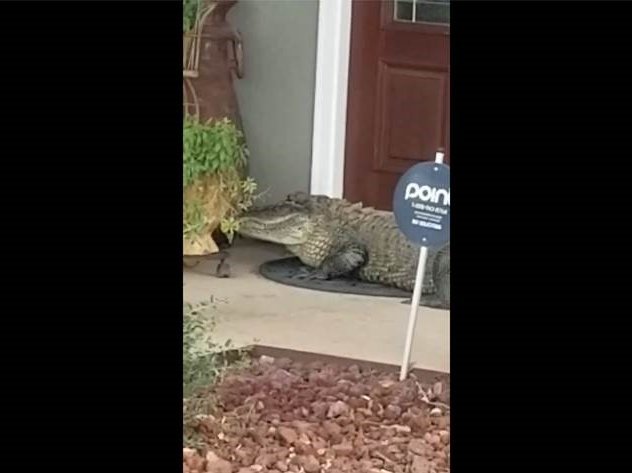 image alligator guards front door