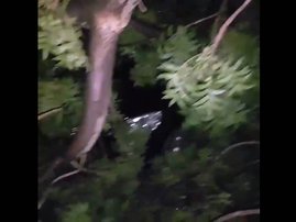 image car under tree cape storm