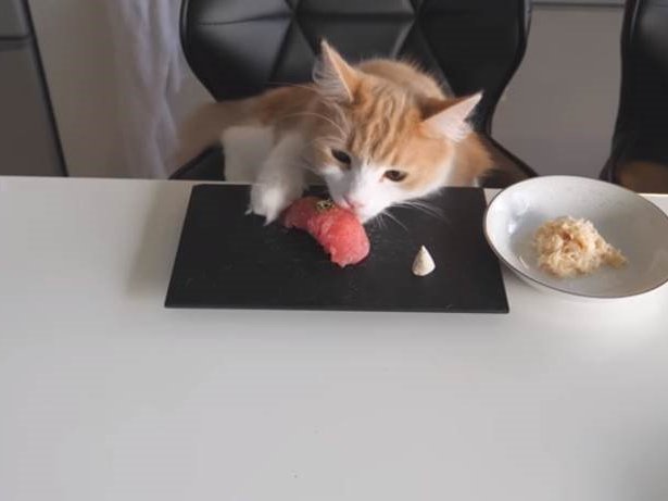 image cat eating sushi funny