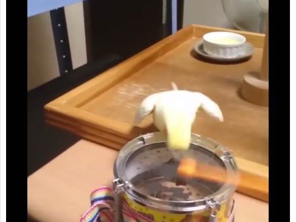 image cockatiel beating to the drum