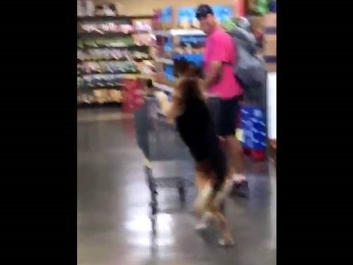 image dog shopping for groceries