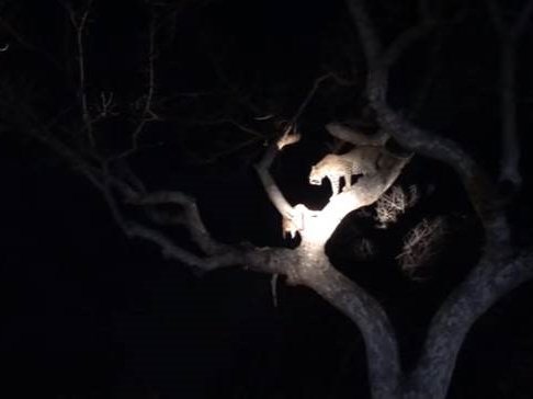 image hyena steals leopard's food