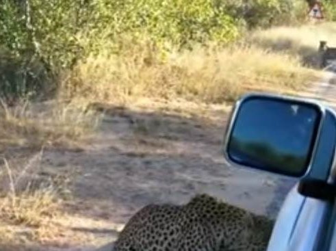 image leopard tyre attack