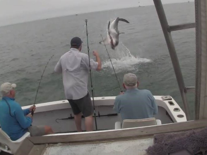 image shark jumps out water fishing