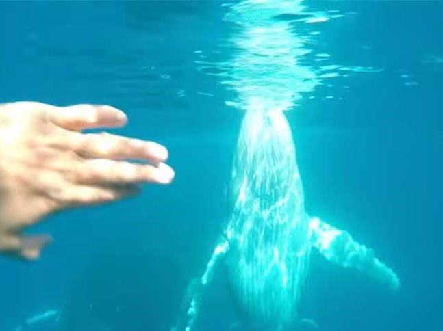 image whale diving on diver
