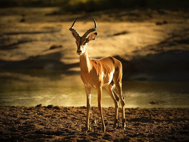 Impala SANPArks