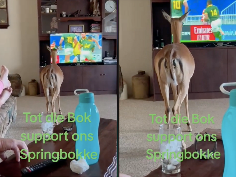 VIDEO: Impala watches Springbok's World Cup game