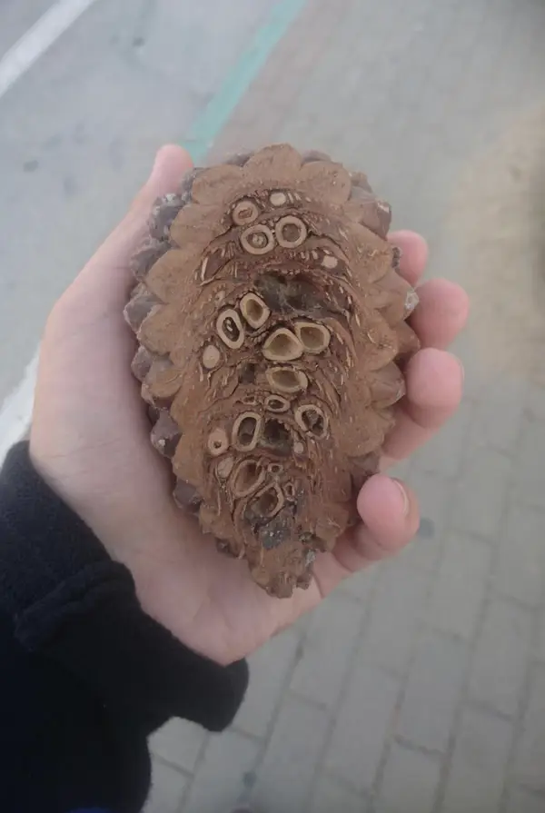 A look into the strange insides of everyday objects