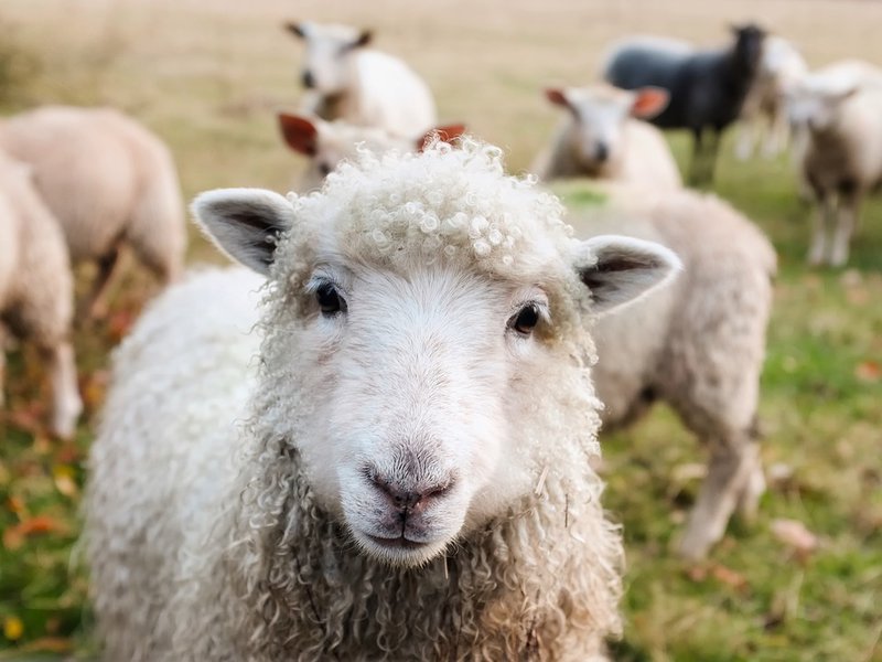 Sheep farmer