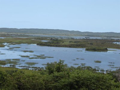 LISTEN: SA wetlands under growing threat, warns Endangered Wildlife Trust