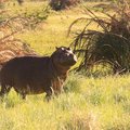 Hippo - file photo