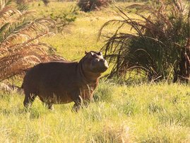 Hippo - file photo