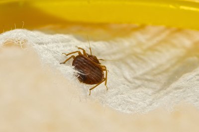 France launches antibed bug offensive