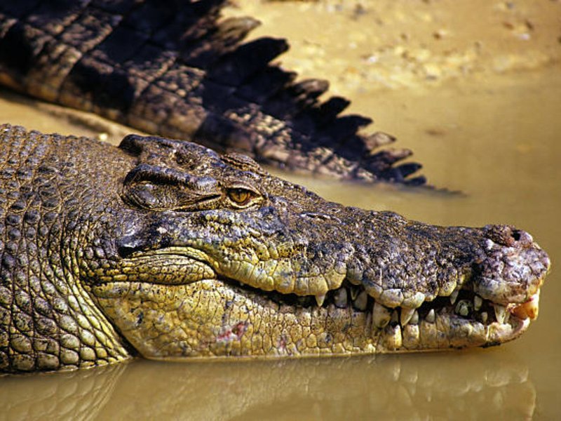 crocodile generic image
