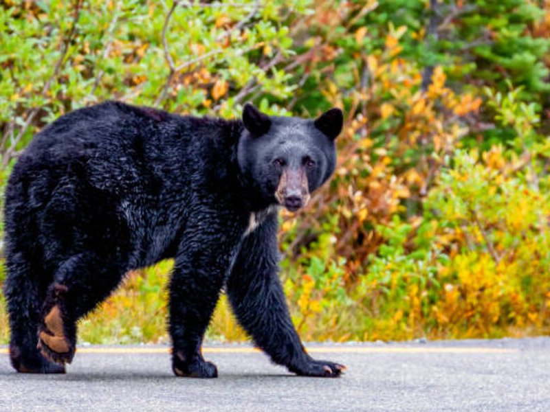 Black bear roaming around