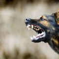 dog attack generic image